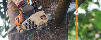 Best Hazardous Tree Removal  in Ashland, IL