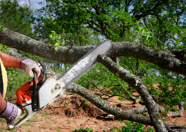 Best Arborist Consultation Services  in Ashland, IL